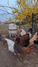 Galline Ornamentali Olive Egger