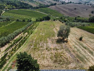 Terreno agricolo zona Morro d'Alba