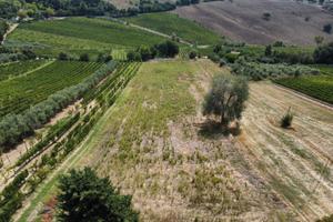 Terreno agricolo zona Morro d'Alba