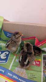 Mericanel della brianza