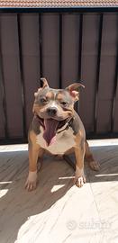 Monta disponibile pitbull ukc