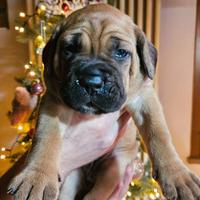 4 splendidi cuccioli di cane corso con pedigree