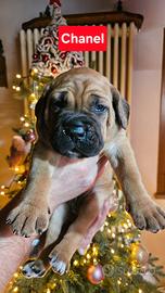 4 splendidi cuccioli di cane corso con pedigree