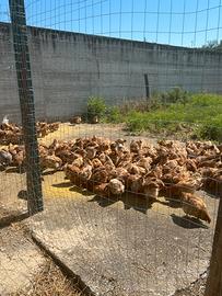 Galline