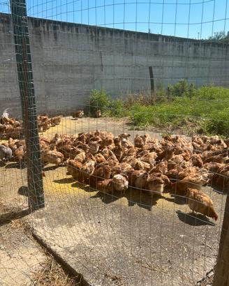 Galline