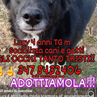 Cane meticcio