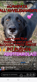 Cane meticcio