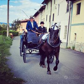 Cavallo murgese