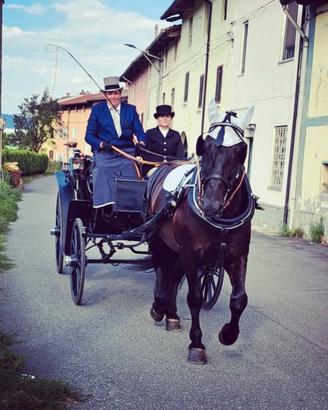 Cavallo murgese