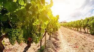 AZIENDA VITIVINICOLA NIZZA MONFERRATO