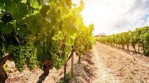 AZIENDA VITIVINICOLA NIZZA MONFERRATO