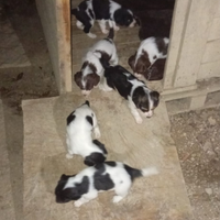 Spring spaniel e Breton: 5 maschi