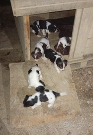 Spring spaniel e Breton: 5 maschi