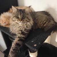 Maschio Main Coon 12 mesi disponibile