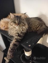 Maschio Main Coon 12 mesi disponibile