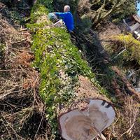 Tronchi di cedro del Libano