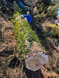 Tronchi di cedro del Libano