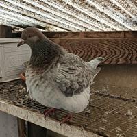 Colombi Texani - California