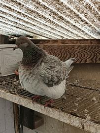 Colombi Texani - California