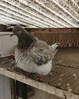 Colombi Texani - California