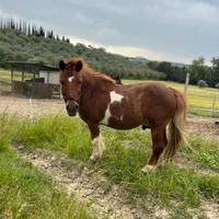 Pony