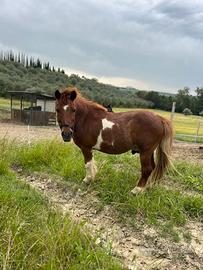 Pony