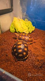 Tartarughe Carbonarie