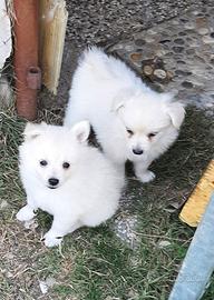Cuccioli di Spitz tedesco, volpini