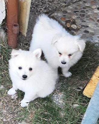 Cuccioli di Spitz tedesco, volpini