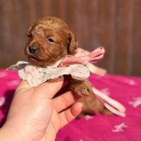 Cuccioli barboncino red