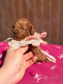 Cuccioli barboncino red