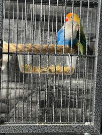 Inseparabili Fischer + gabbia e accessori