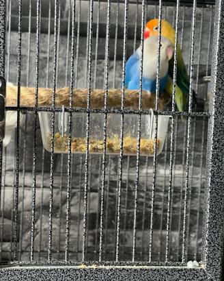 Inseparabili Fischer + gabbia e accessori