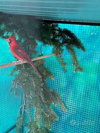 Cardinale rosso