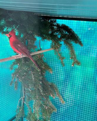 Cardinale rosso