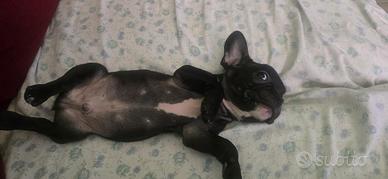 Cucciolo di bulldog francese