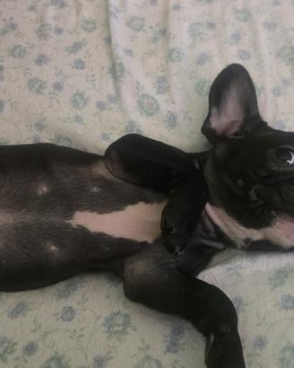 Cucciolo di bulldog francese