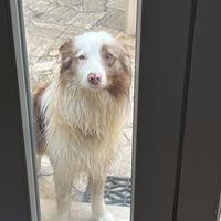 Border collie maschio per accoppiamento