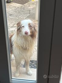 Border collie maschio per accoppiamento