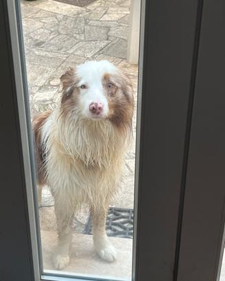 Border collie maschio per accoppiamento