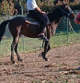 Quarter horse