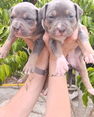 Pitbull