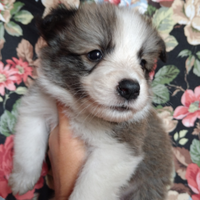 Cuccioli border collie