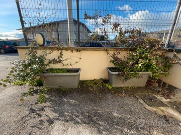 Coppia di vasi fioriere con piante di gelsomino