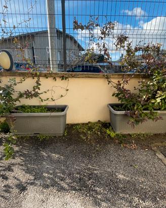 Coppia di vasi fioriere con piante di gelsomino