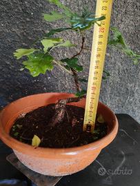 Bonsai Quercia