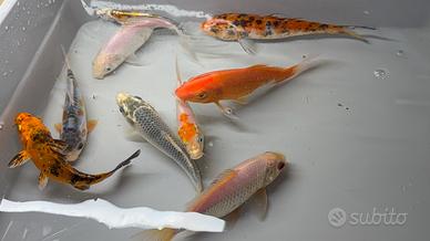 Carpe koi