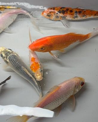 Carpe koi
