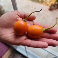 Frutti di Tamarillo Rosso e Giallo