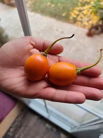 Frutti di Tamarillo Rosso e Giallo